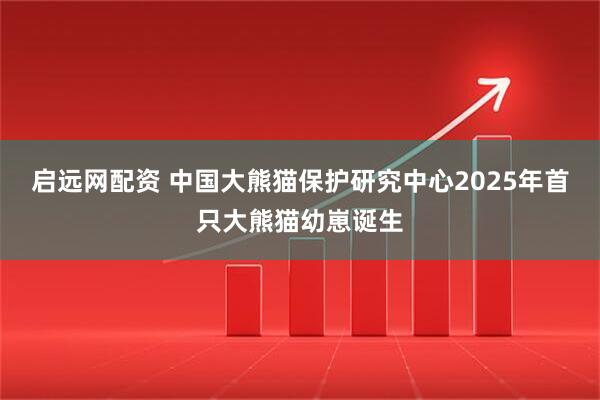 启远网配资 中国大熊猫保护研究中心2025年首只大熊猫幼崽诞生